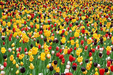 《巫师4》开发工作氛围健康积极 老手带新手合力打造